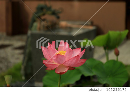 綺麗に咲いたハスの花と龍の吐水口 綺麗に咲いたハスの花と龍の吐水口 105236173