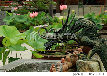 綺麗に咲いたハスの花と龍の吐水口 綺麗に咲いたハスの花と龍の吐水口 105236191