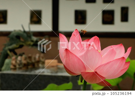 綺麗に咲いたハスの花と龍の吐水口 綺麗に咲いたハスの花と龍の吐水口 105236194
