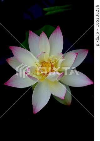 満開のハスの花 105236256
