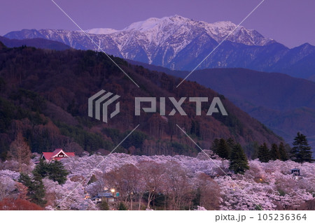 長野県伊那市高遠町　鉾持神社からの高遠城址公園タカトオコヒガン桜と夕焼けの南アルプス山脈仙丈ヶ岳 105236364