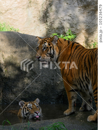 木陰の池で涼むアムールトラの兄妹 105236479