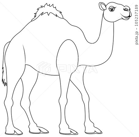 Camel Walking Outline 105237189