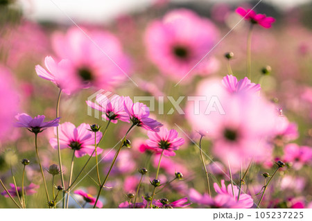 《埼玉県》満開のコスモス・吹上コスモス畑 105237225
