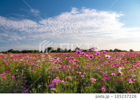 《埼玉県》満開のコスモス・吹上コスモス畑 105237226