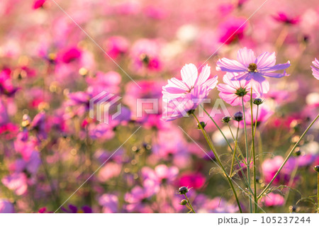 《埼玉県》満開のコスモス・吹上コスモス畑 105237244
