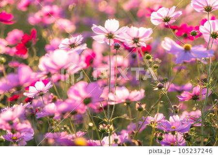 《埼玉県》満開のコスモス・吹上コスモス畑 105237246