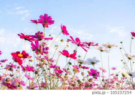 《埼玉県》満開のコスモス・吹上コスモス畑 105237254