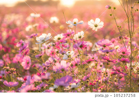 《埼玉県》満開のコスモス・吹上コスモス畑 105237258