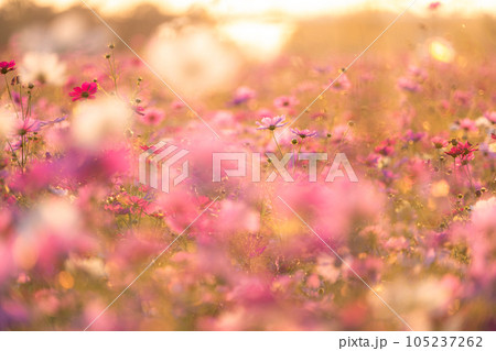 《埼玉県》満開のコスモス・吹上コスモス畑 105237262