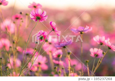 《埼玉県》満開のコスモス・吹上コスモス畑 105237268