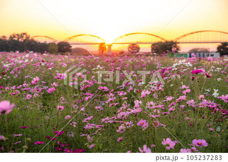 《埼玉県》満開のコスモス・吹上コスモス畑 《埼玉県》満開のコスモス・吹上コスモス畑 105237283
