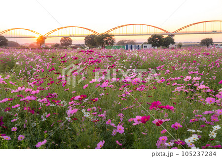 《埼玉県》満開のコスモス・吹上コスモス畑 《埼玉県》満開のコスモス・吹上コスモス畑 105237284