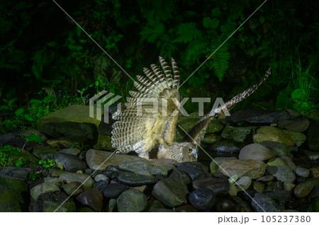 捕獲中のシマフクロウ 捕獲中のシマフクロウ 105237380