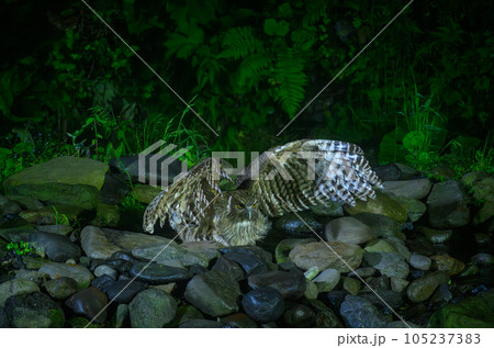 捕獲中のシマフクロウ 105237383