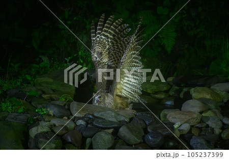 捕獲中のシマフクロウ 捕獲中のシマフクロウ 105237399