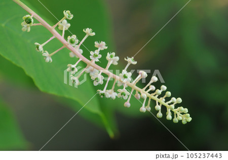 ヨウシュヤマゴボウの花とつぼみ ヨウシュヤマゴボウの花とつぼみ 105237443