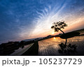 明日香の田園に夕日に映える、老木のシルエット1 105237729