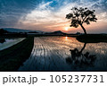 明日香の田園に夕日に映える、老木のシルエット2 105237731