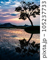 明日香の田園に夕日に映える、老木のシルエット3 105237733