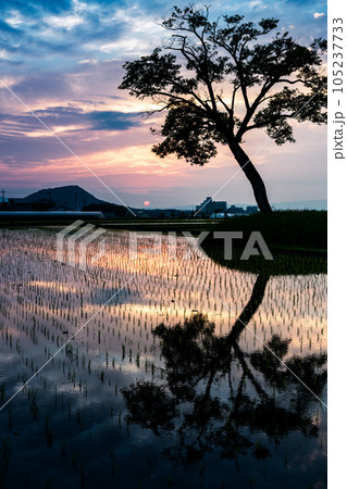 明日香の田園に夕日に映える、老木のシルエット3 明日香の田園に夕日に映える、老木のシルエット3 105237733