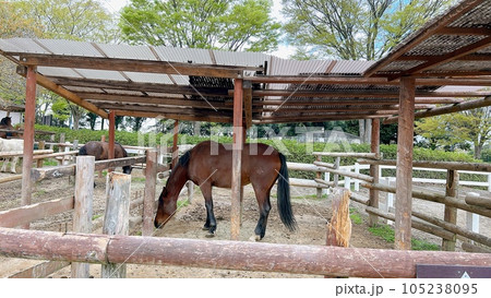 乗馬 乗馬 105238095