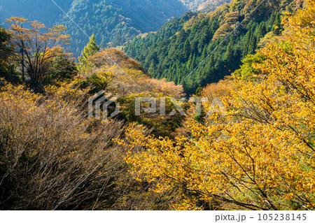 秋深く木々は赤くなり黄色くなり、山や川に彩を添える 秋深く木々は赤くなり黄色くなり、山や川に彩を添える 105238145