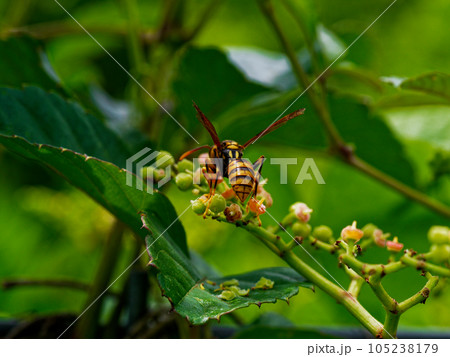 ヤブガラシの蜜を求めて　キアシナガバチ♀ 105238179