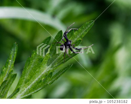 獲物を待つヤミイロカニグモ♂ 105238182