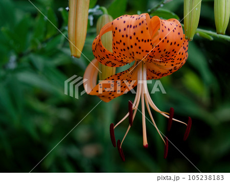 ユリ科オニユリの開花 ユリ科オニユリの開花 105238183