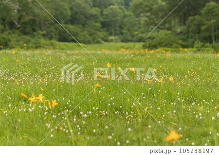 ニッコウキスゲの群生 ニッコウキスゲの群生 105238197
