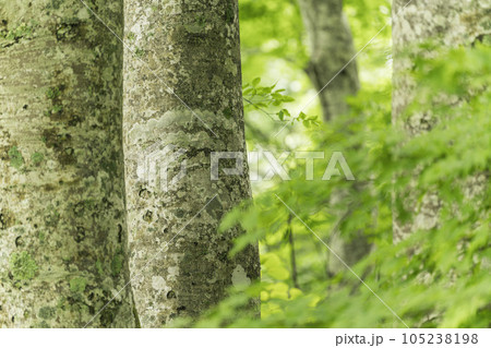夏のブナ 105238198