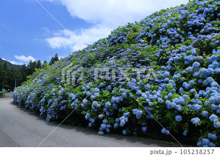 大川原高原　山の斜面を彩るブルーのアジサイ　（徳島県　佐那河内村） 105238257