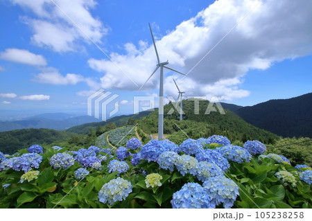 大川原高原 青い紫陽花と風車 (徳島県 佐那河内村) 大川原高原 青い紫陽花と風車 (徳島県 佐那河内村) 105238258