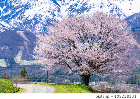 長野県》野平の一本桜と北アルプス・春の白馬村の風景の写真素材