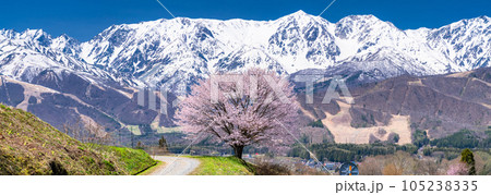 《長野県》野平の一本桜と北アルプス・春の白馬村の風景 《長野県》野平の一本桜と北アルプス・春の白馬村の風景 105238335