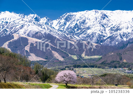 《長野県》野平の一本桜と北アルプス・春の白馬村の風景 《長野県》野平の一本桜と北アルプス・春の白馬村の風景 105238336