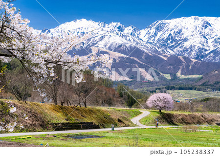 長野県》野平の一本桜と北アルプス・春の白馬村の風景の写真素材