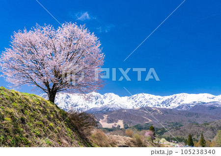 《長野県》野平の一本桜と北アルプス・春の白馬村の風景 105238340