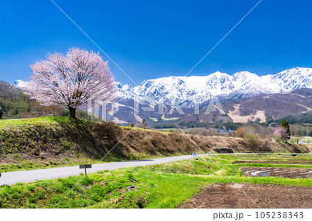 《長野県》野平の一本桜と北アルプス・春の白馬村の風景 《長野県》野平の一本桜と北アルプス・春の白馬村の風景 105238343