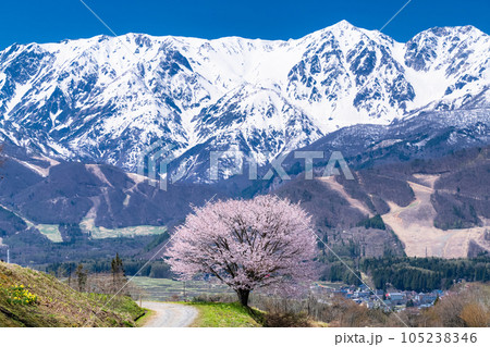 《長野県》野平の一本桜と北アルプス・春の白馬村の風景 105238346