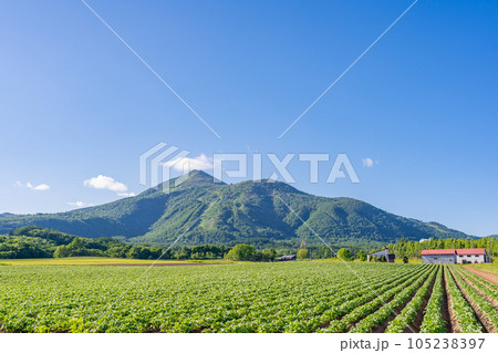 美しい羊蹄山 夏の畑 美しい羊蹄山 夏の畑 105238397