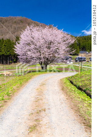 《長野県》野平の一本桜・春の白馬村の風景 105238412