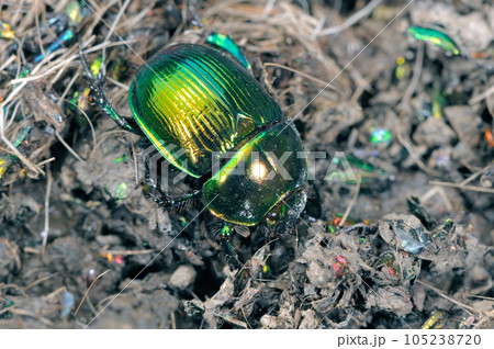 緑色のオオセンチコガネ(北海道・鹿追町) 緑色のオオセンチコガネ(北海道・鹿追町) 105238720
