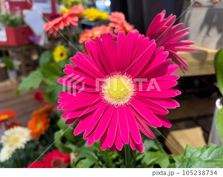 フラワーショップのガーベラ 105238734