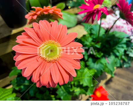 色鮮やかなオレンジ色のガーベラ 色鮮やかなオレンジ色のガーベラ 105238787