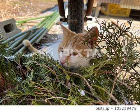 のらねこチビの休息 105239478
