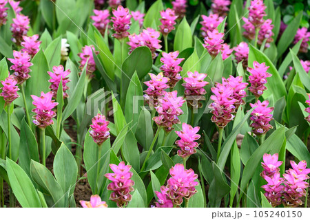 Pink Curcuma alismatifolia flower or Siam tulip blooming in rainy season, Thailand 105240150