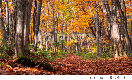 秋のトレッキング(岩手県県民の森・七滝コース) 秋のトレッキング(岩手県県民の森・七滝コース) 105240362