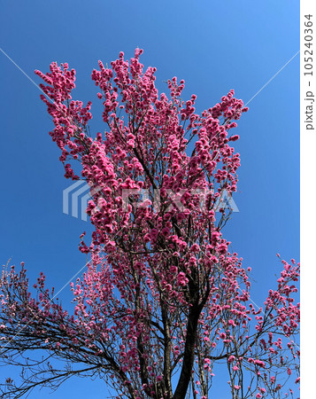 春の青空に映えるハナモモ 105240364